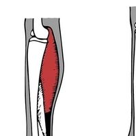 Knee Pain | Hips Pain | Leg Pain on Instagram: "“​​Avoid them if you can, your feet, knees, hips & back will be forever grateful.⁠
⁠
The calf muscle is normally extended (left image). But in high heels the calf muscles contract or shorten and are more prominent. Tendons become tight and adapt to this shortening. The foot becomes misshaped & painful over time with regular wearing.⁠
[...]⁠
Although this post is based on heels, similar affects can happen with any shoe with a heel - toe drop, check out what shows you’re wearing & how good they really are for your feet. 😊” - @myfootfunction⁠

Repost: @myfootfunction⁠
videos by @makarin 
#feelgrounds #barefootshoes #healthyfeet #strongfeet #minimalshoes #spreadyourtoes #barfussschuhe #minimalistfootwear #betterfootwear #sneakers #barefootmoveme