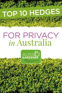 This article shows you the Top 10 Hedges used for privacy and garden features in Australia. How to recognise them, choose the right varieties, how to plant and fertilise for fast dense growth. Which hedgs to avoid in certain situations.