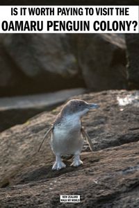 Oamaru's Blue Penguin Colony: is it worth the entry fee? — Walk My World