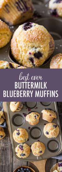 These Best Ever Buttermilk Blueberry Muffins have it all! Sweet juicy blueberries, a sparkling sugar topping, and the most delicious tender crumb!