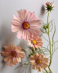 Teresa ✨ Floral Photographer on Instagram: "Late blooming Cosmos ‘Apricot Lemonade’ ✨ We hit the first frost this past week but surprisingly these survived and are still blooming. I’m in love with the transparent papery petals. They’ve also lasted a decent amount of time as cuts. These are 5 days old and the buds open in the vase as well 💕 #cosmos #cosmosflower #cutflowergarden #fallgarden #petalperfection #floweraddict #peachflowers"