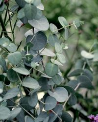 Gunni Eucalyptus, quick growing shrub