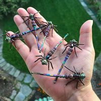 Insect jewelry