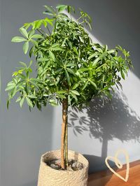 This is my beloved dwarf umbrella (Schefflera) plant enjoying one of the few days with sunshine☀️.