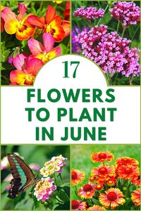 17 Flowers To Plant in June | READ MORE @GardenGearShop.com << #gardengearshop #garden #gardening #growyourown #homegrown #backyard #seeds #plants #planting #gro