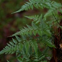 Plant of the week: Rumohra adiantiformis Also known as 'leather leaf fern' this is a beautiful, rhizome creeping fern with large, leathery, deep green leaves. They love shady and moist positions.. Love palms are the sweetest little trees. They grow well in most light conditions indoors. The perfect V-day gift! #carnivorousplants #predatorplants #meateatingplants # predatorswithroots #exoticgardening #fungardeningideas #lifeisagarden