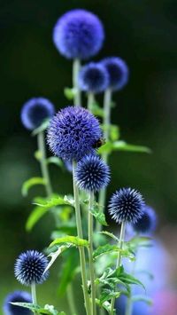 Echinops sphaerocephalus / Globe thistle