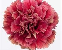 Ganache - Standard Carnation - Carnations - Flowers by category | Sierra Flower Finder