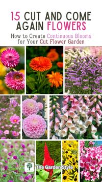 These are the best cut and come again flowers for cutting. Explore 15 flowers that keep on giving with cut and come again varieties for your cut flower garden. Visit TheGardenStyle.com for the full list of blooming times, annual and perennial flower types, and growing tips for stunning flower bouquets, flower arrangements, and centerpieces.