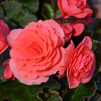 Solenia Dark Pink Begonia (Begonia x hiemalis 'Solenia Dark Pink') at Homestead Gardens Thumbnail