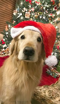 Golden Retriever Ti: No, I was not peeking at the Christmas Presents!