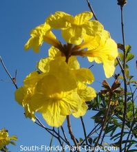 Gold Tree flowers