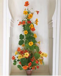 Climbing Nasturtiums | Content in a Cottage