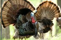 Unsung Secrets of Successful Turkey Hunting: You can boil the sport of turkey hunting down to a few basic principles.