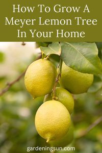 Discover how to successfully grow and care for a Meyer lemon tree in your home and enjoy fresh, juicy lemons all year round.