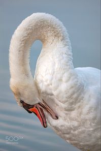 North American Mute Swans descended from European swans imported from the mid 1800s through early 1900s as decorative waterfowl.