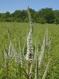 Veronicastrum virginicum - Google Search