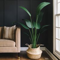 Experience the splendor of the tropics with our bird of paradise artificial plant. With its big, deep green leaves and upright stems that resemble the real thing, this plant is sure to add a dash of refinement to any space. Our floor plant for living room decor is created using high-quality materials, giving it a glossy appearance and a soft, velvety feel. Plus, it comes in a stunning black planter that has been crafted by skilled designers, making this large fake plant the perfect addition to a