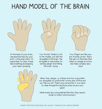 Hand Model of the Brain - A Doodle Illustrated Poster - LindsayBraman.com