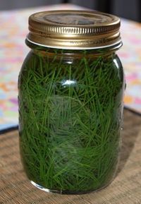 Pine needle vinegar. going to try this with young spruce tips. The tips smell almost like lime, so I'm hoping to use the vinegar as a substitute.