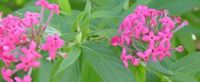 Panama Rose, Bush Pentas Rondeletia leucophylla