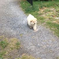 On craque devant ce bébé chow chow et ses petites oreilles qui bougent 🥰🥰🥰  Crédit 📹 : IG/tomorady_saints_chowchows