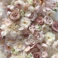 An aesthetic photograph of pink and white peonies.