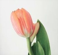 peach tulips