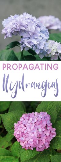 Propagating Hydrangeas