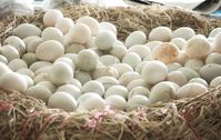 Duck eggs are quite different from chicken eggs in taste, looks, and nutrition. Here, we tell you everything you need to know about duck eggs.