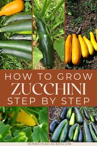 How To Grow Zucchini - Easy tips for growing zucchini in your backyard vegetable garden. From starting zucchini from seeds, growing tips, to harvest you’ll find everything you need to grow lots of green or yellow zucchini squash in your garden or raised beds.