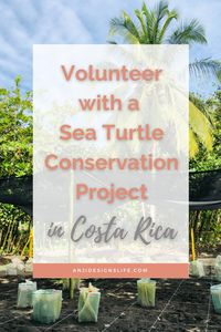 Read about my experience volunteering with a Sea Turtle Conservation Project in Costa Rica. Everything from the journey getting to the extremely remote village and working with the turtles to enjoying this slice of heaven on the Caribbean coastline.