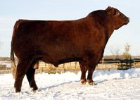 Red SVR Gangster 14S • Cattle Visions • Premier Multi-Breed Online Semen Distributor