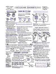 AP Biology Unit 3 Review Notes - Etsy