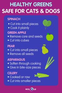 Romain calm! Adding greens to your cat or dog’s diet can be easy and fun! With the help of our Veterinary Advisor, Jennifer Sperry DVM, we compiled a list of all the green fruits and vegetables that are safe for your pets to eat, why you should consider adding these greens to their diets and how to feed them to your pets!