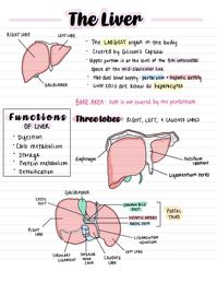 This purchase includes a digital download of handwritten ultrasound notes regarding the liver and gallbladder from an abdominal ultrasound course. Included is anatomy of these organs, pathology, definitions, ultrasound images, scanning techniques and more!