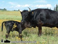 Bovine basics for beginners By Patrice Lewis - Did you know a cow can produce six to ten gallons of milk every day? Patrice walks you through the basics of owning cattle — from what to feed them to how to milk them.