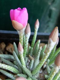 Avonia quinaria | Succulents Love by Pasquale Ruocco | Flickr