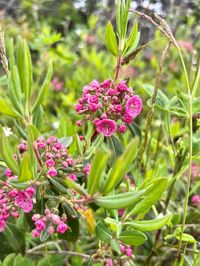 Highlighting Biodiversity: Familiar Flora in Newfoundland and Labrador