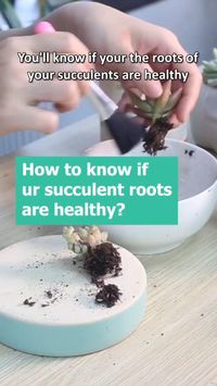 This is what healthy roots look like #succulents #plants #echeveria #succulent #howto #cactus #cacti #succulentcare #pet #gardening #succulentsofinstagram #succulentlove #succu #succulover #succuholic #succulovers #succulentaddict #succulenta #succuaddict #succulente #succulove #succulover #succulovers #succulentsofinsta #succulentplant #succulentlife #succulentjunkie #natural #crazyplantlady #crazyplantpeople