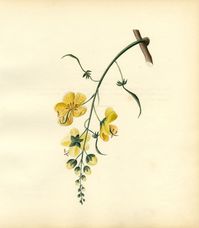 An original c.1830s watercolour painting Cassia Fistula Flower. A very fine botanical watercolour dating from around the 1830s. This painting is particularly fine, with vivid colouring and high detail. At the same time, the picture is sensitively painted, with an understated elegance. The painting is inscribed with botanical notes on the verso, giving the common and Latin names of the flowers. With gum arabic to intensify the colour. On Whatman 1834 wove paper. This painting is one of an exquisite collection of botanical works that we have for sale depicting predominantly British 'field flowers'. The pictures speak of the importance of wild meadows as a feature in the English landscape, and inscriptions on some of them indicate that the paintings are the product of direct observation of fo