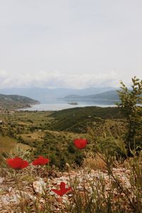 albania aesthetic, national park, lake, prespa lakes, north macedonia, greece, travel, nature photography