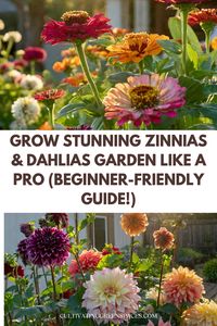 Turn your garden into a masterpiece! This beginner-friendly guide unlocks the secrets to growing stunning zinnias & dahlias. Learn like a pro and enjoy a summer of dazzling blooms - it's easier than you think!