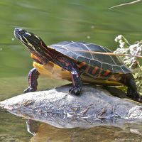 Eastern Painted Turtle. We have lots of these here in Minnesota. Even helped one across the road before !