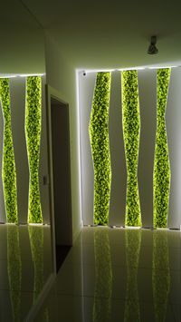 Podświetlany panel z mchu, chrobotek reniferowy, mech skandynawski, zielone ściany #moss #green #design #green #wall