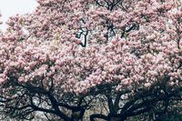 Magnolia Tree Diseases: What Affects Your Magnolia Tree?