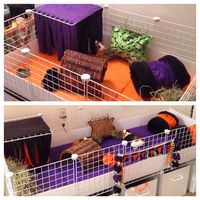 Halloween guinea pig cage!!! All from guinea pig market.