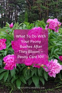 How You Care For Your Peony Bushes After They Bloom Can Make A Big Difference In How They Bloom Come Next Season! Find out what to do with your peonies after they bloom to make sure they are just as stunning next spring!