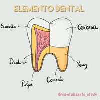 🦷❤️🦷❤️🦷❤️🦷❤️🦷 dientes y más dientes 🤗. ~ ~ ~ #study_time #odonto #studio #apuntesbonitos #apuntes #estudio #odontologia #anatomiadental…