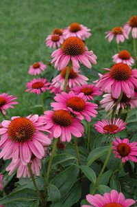 Click to view a full-size photo of Ruby Star Coneflower (Echinacea purpurea 'Rubinstern') at Canyon Creek Nursery